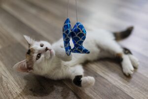 Cat Toys You Should Know About