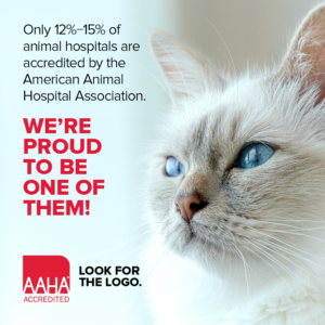 What It Means to Be AAHA Accredited (and Fear Free and Cat Friendly, Too!)