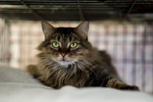 Why Is Adopting a Cat so Important?