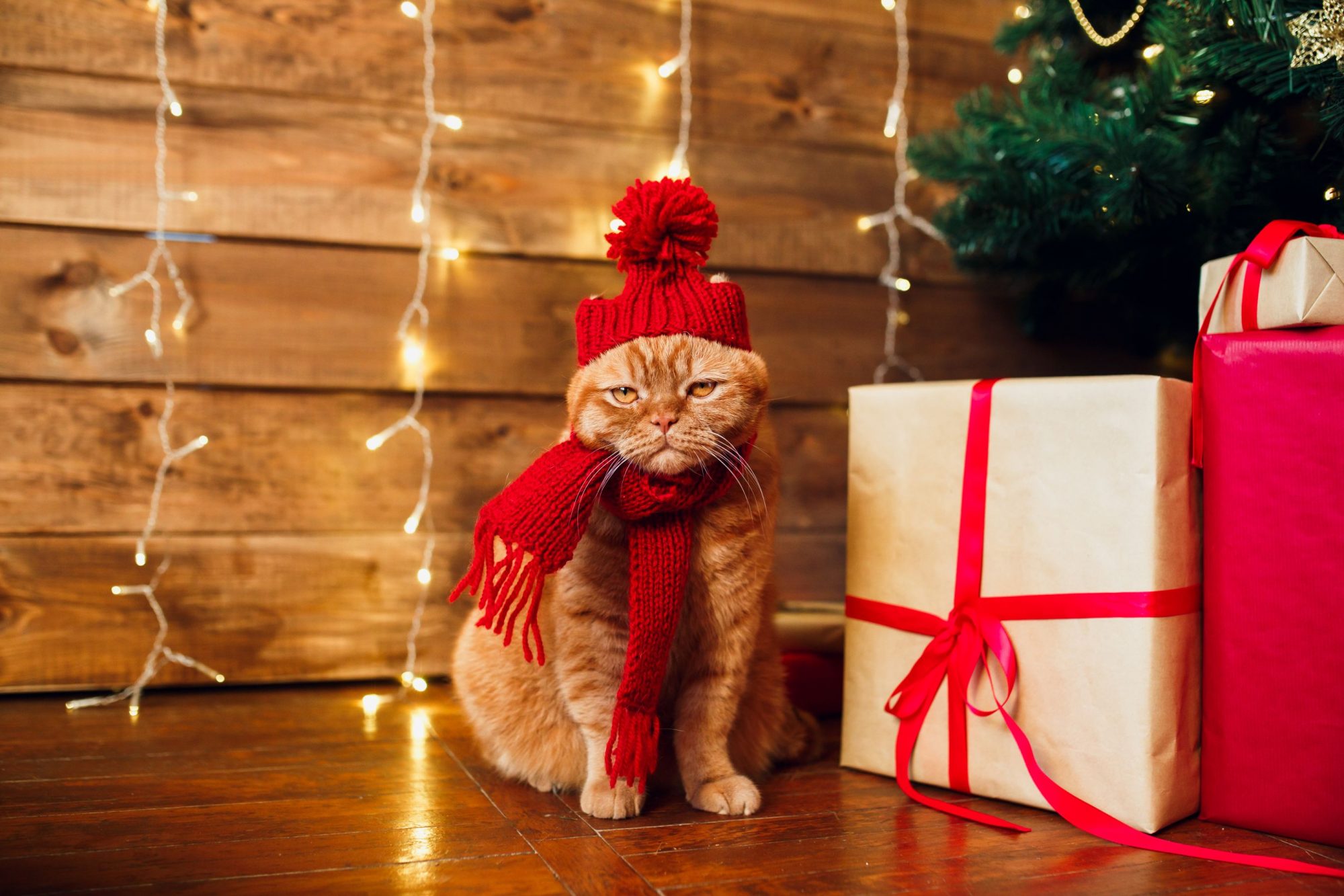 Cool Cat Gifts for Finicky Felines