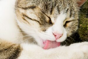 4 Reasons Why Grooming Your Cat is Important