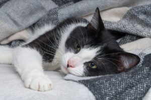 Feline 9-1-1: Identifying Signs That Your Cat Is Sick