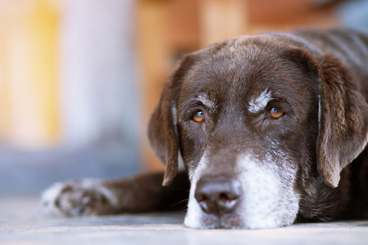 Liver Cancer in Dogs: Symptoms, Diagnosis, and Treatment