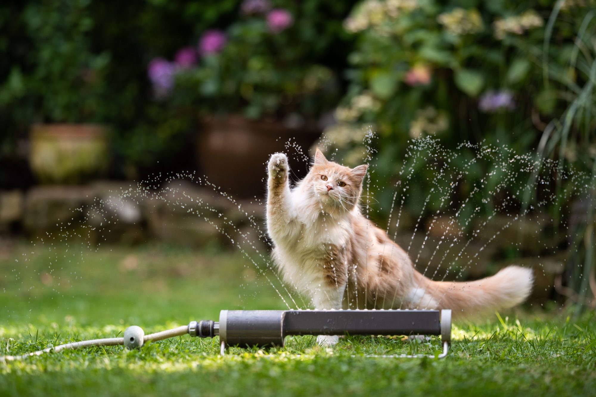 Tips for Preparing Your Cat for Summer