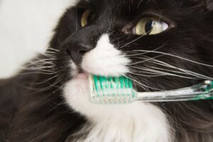 Above and Beyond: Cat Dental Care and Vitality