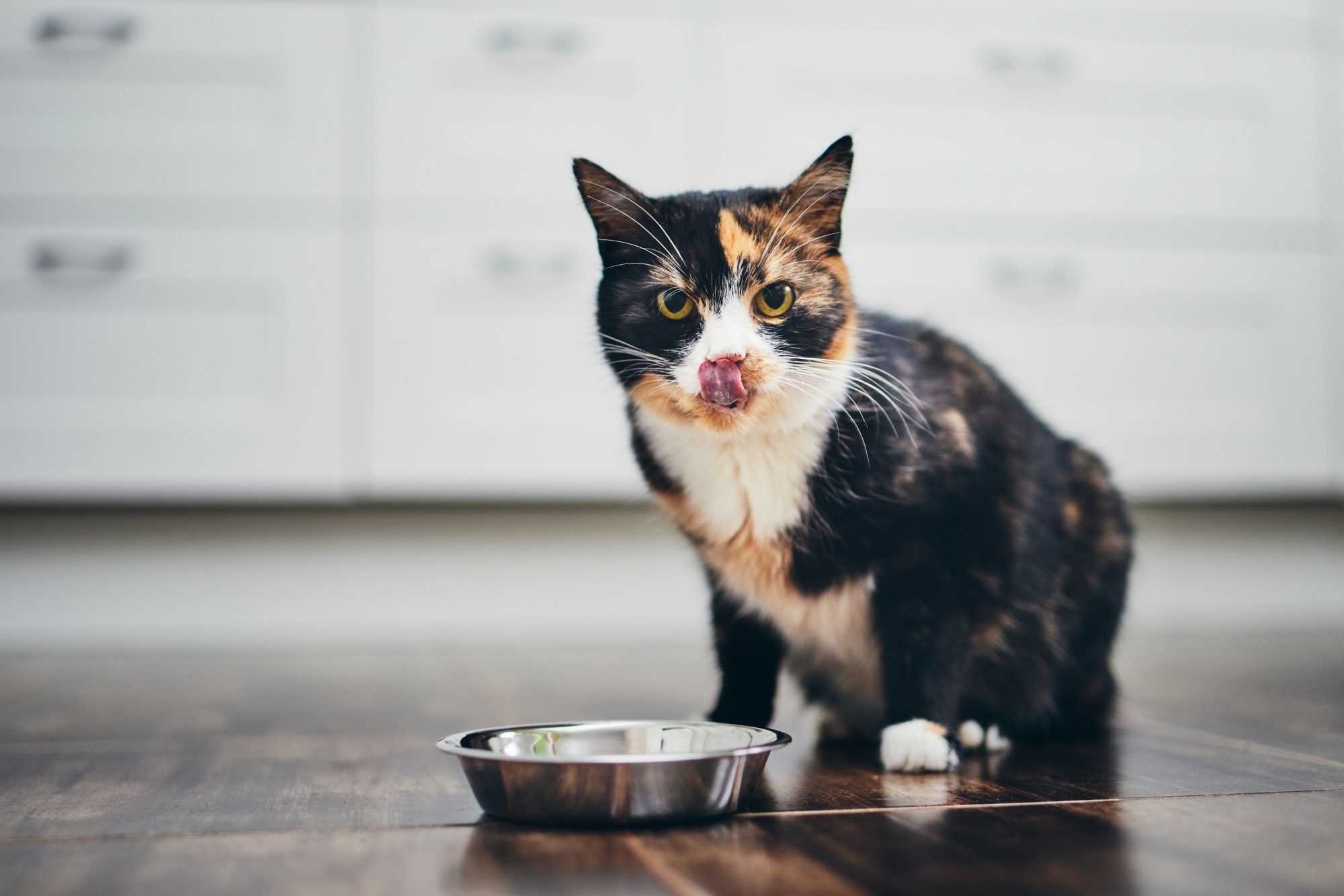 Purr-fectly Balanced: Cat Nutrition for Pet Owners