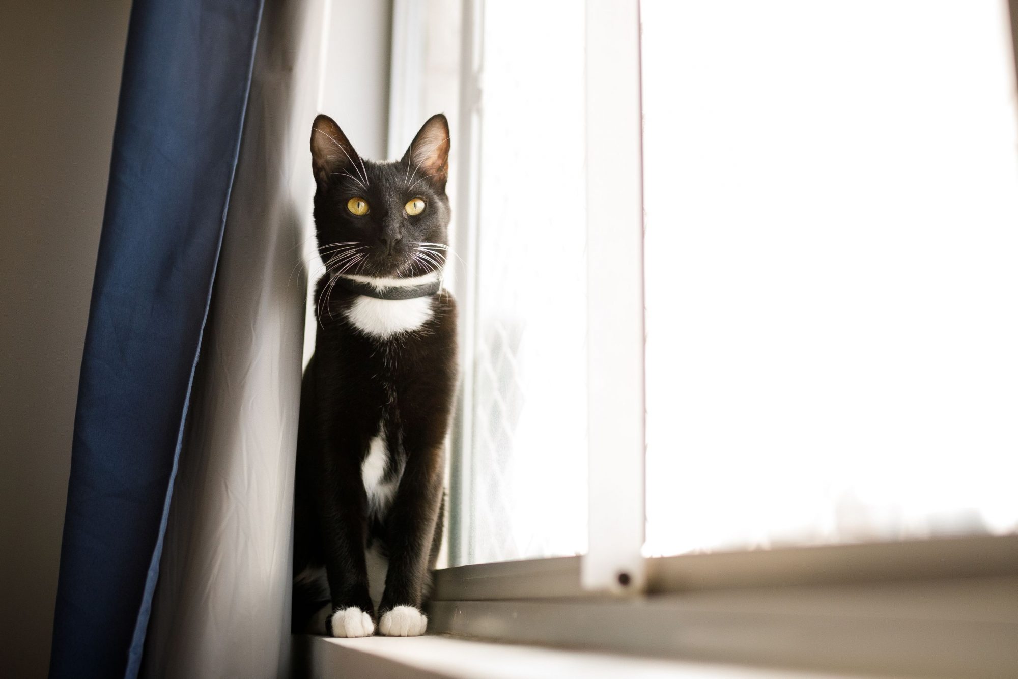 Cat Poison Prevention Tips | Cat Care of Vinings