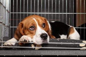 Alone Time for Dogs: How Much Is Too Much?
