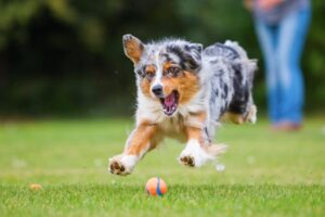 8 Dog Breeds Perfect for Athletes