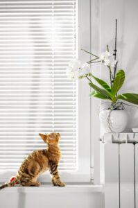 Poisonous Houseplants and Your Cat’s Safety: What You Should Know