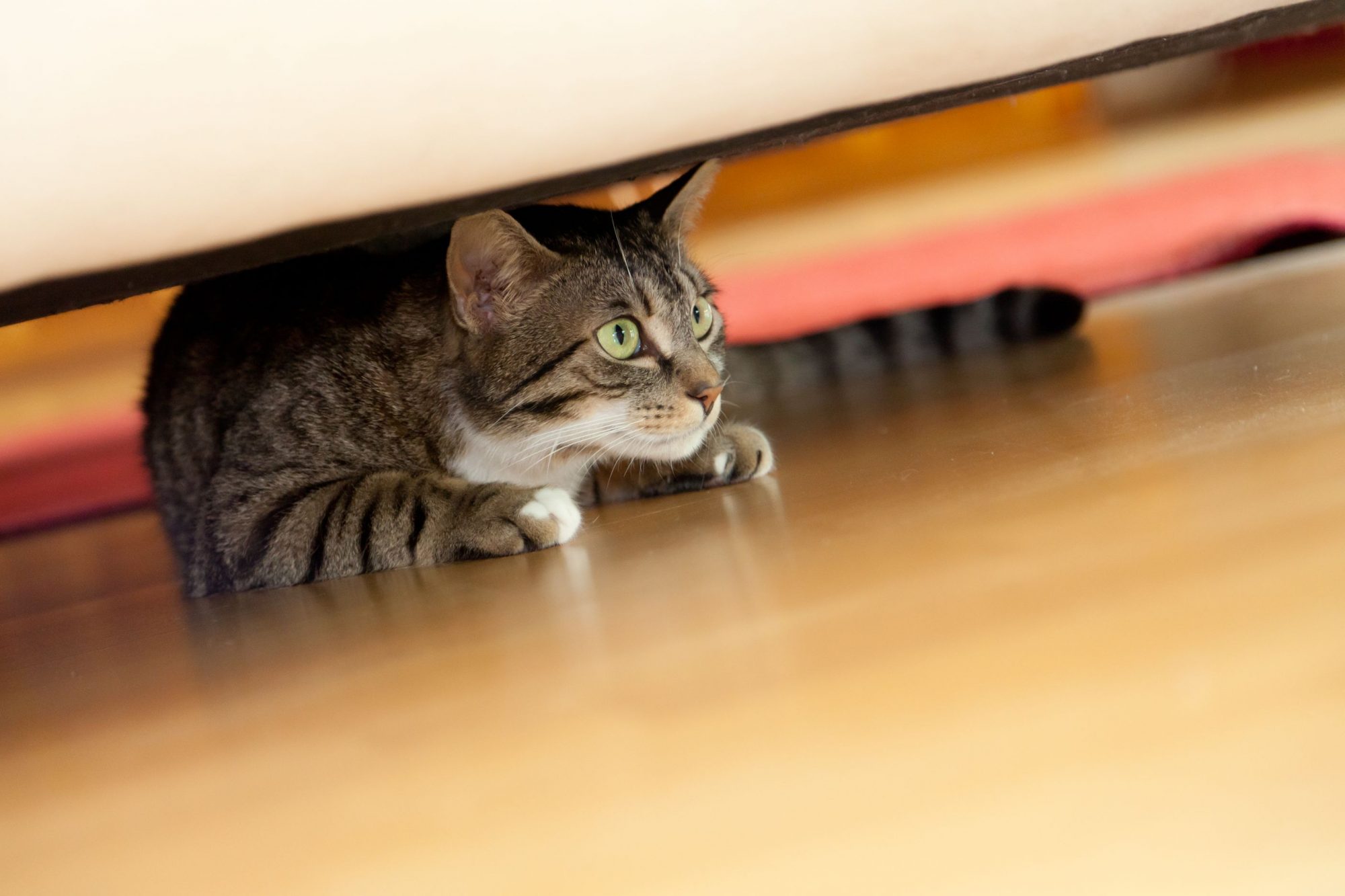 How to Identify Anxiety in Cats