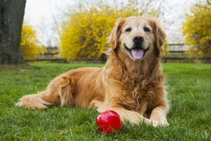 6 Ways to Care for Your Senior Dog