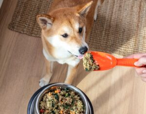 Your Dog Won’t Eat Kibble, What Are Your Options?