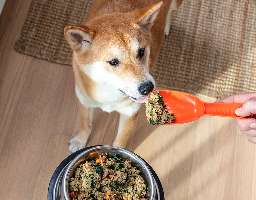 Your Dog Won’t Eat Kibble, What Are Your Options?