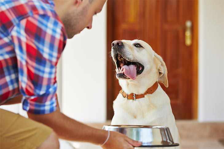 Which Diet Is Best For Your Dog?