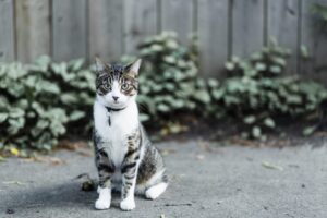 Why the Prevention of Heartworm Disease in Cats Is So Important