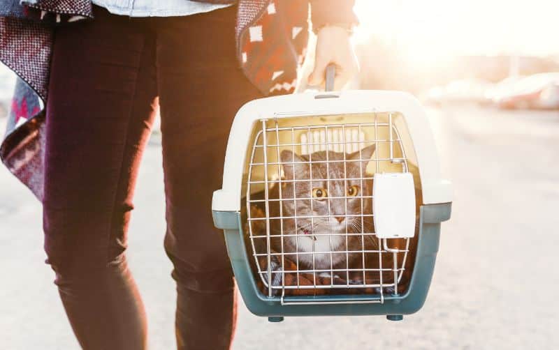 911: What to Do If Your Cat Has an Emergency | Cat Care of Vinings