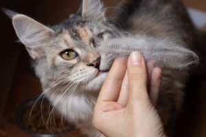 The Fur Tumbleweeds are Flying! How to Reduce Your Cat’s Shedding | Cat Care of Vinings