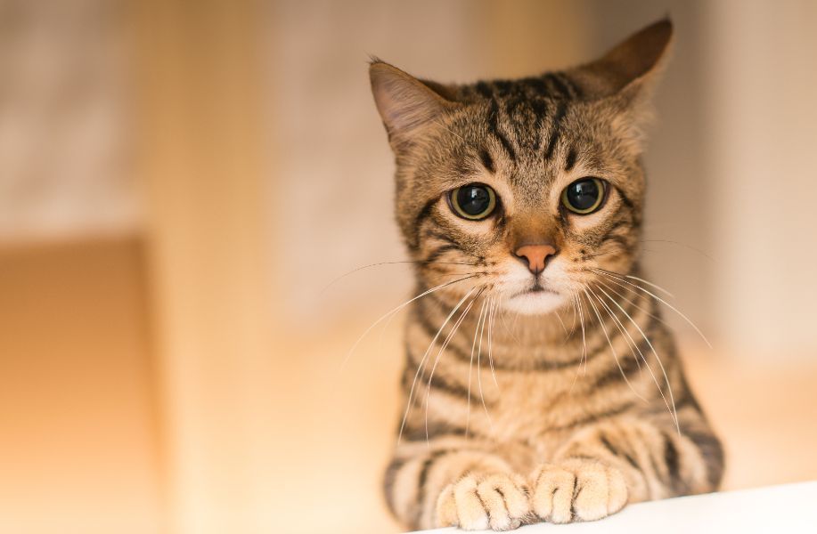 Cracking the Code: Simple Tips to Improve Feline Mental Health | Cat Care of Vinings