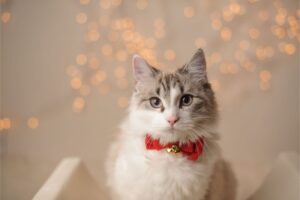 ‘Tis the Season to Address Your Cat’s Quality of Life at Home | Cat Care of Vinings