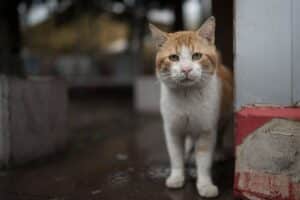 So Much Love to Give: How Communities Can Help Feral Cats (and Strays!) | Cat Care of Vinings