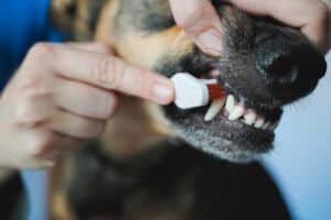 Rotten Dog Teeth: Signs, Symptoms, Treatments