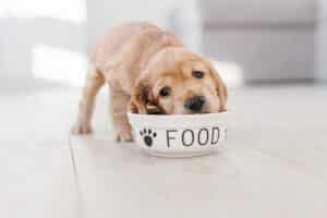 How Much to Feed a Puppy