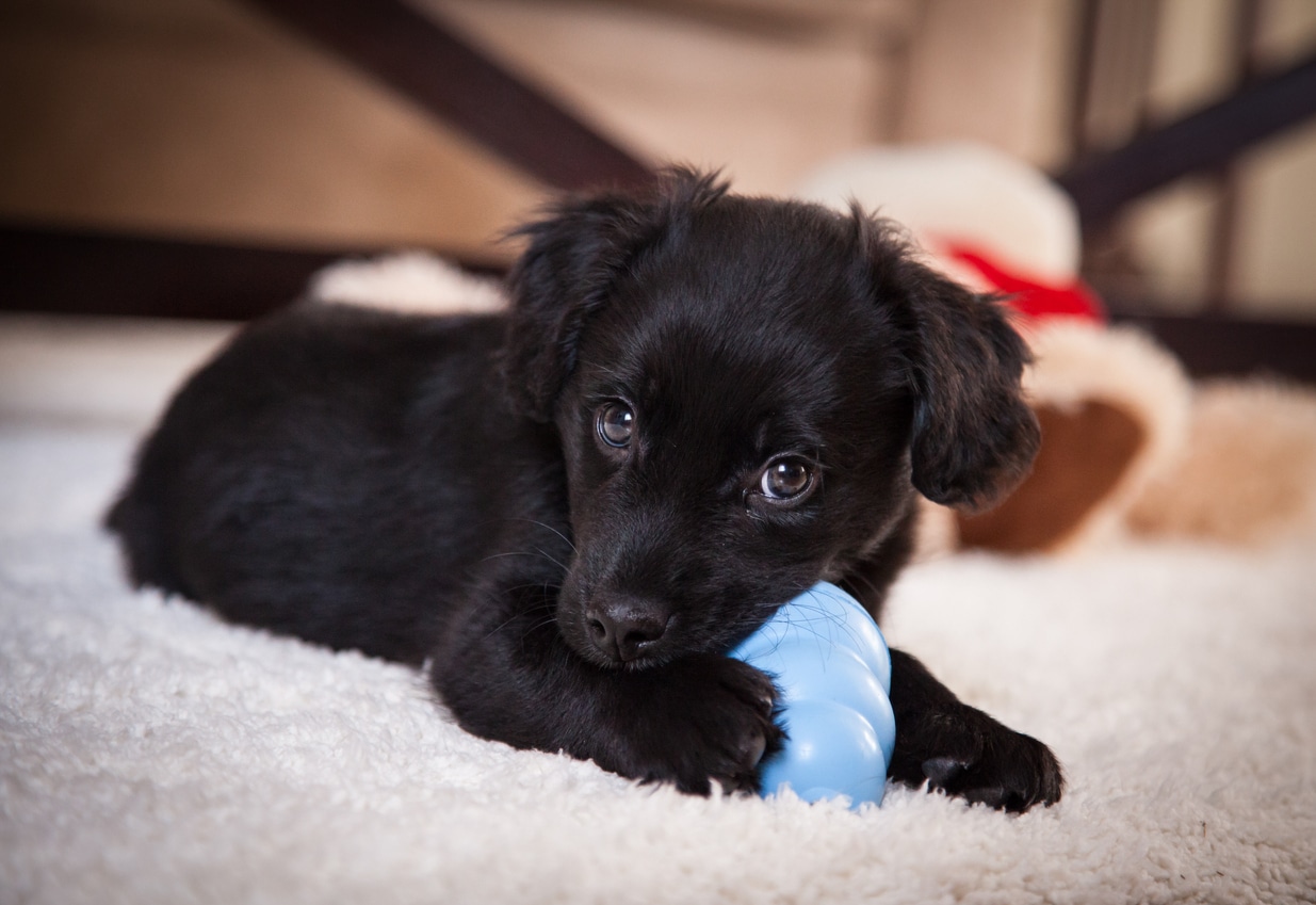 What You Need to Know About Puppy Teething