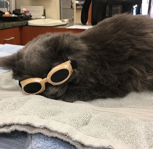 How Laser Therapy Can Change the Game | Cat Care of Vinings