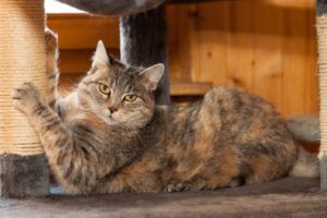 The Real Deal: What it Means when Cats Knead | Cat Care of Vinings