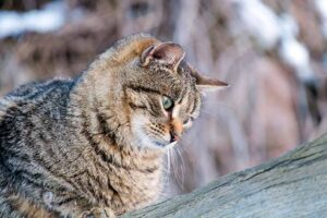 Is Cat Parasite Prevention Really That Necessary in Winter?