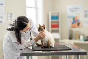 Top 3 Ways To Keep Your Cat Healthy (National Cat Health Month)