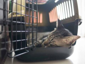 Crate Training Your Cat | Cat Care of Vinings Veterinary Blog