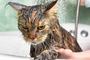 Why, Oh Why, do Cats Hate Water?