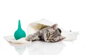 Should I Have a Cat First Aid Kit? You Betcha!