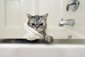 Cat Grooming 101: The Keys to Getting Your Cat to Take a Bath