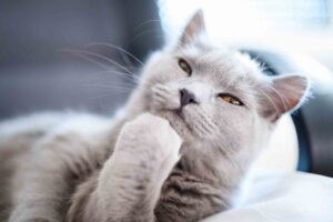 Deep Thoughts: What is Your Cat Thinking Throughout the Day?