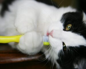 Quality of Life Increases Through Feline Dental Care | Cat Care of Vinings Blog