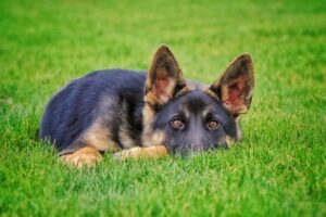 Elbow Dysplasia in Dogs: Signs, Symptoms, Treatment