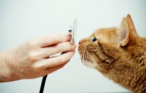 Why Regular Wellness Care For Cats Is Important | Cat Care of Vinings Blog