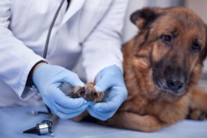 Pododermatitis in Dogs: What to Know