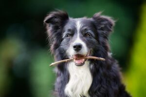 How Joint Supplements Help Dogs with Arthritis