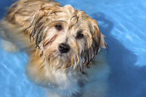 Hydrotherapy for Dogs: A Growing Trend in Canine Physical Therapy