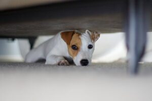 O seu cachorro é sensível ao ruído?  Fontes de ansiedade que você talvez nem perceba