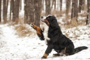 Gelo e neve derretem: o que é seguro para cães?