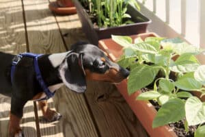 7 plantas domésticas não tóxicas para donos de cães