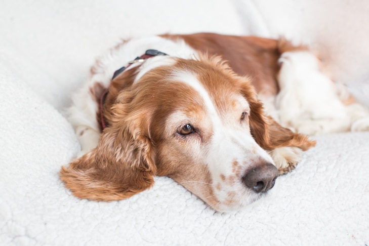 Librela para cães: usos, efeitos colaterais e alternativas