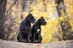 Mantendo seu cachorro seguro durante a temporada de pulgas e carrapatos em seu estado