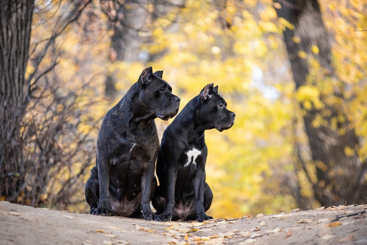 Mantendo seu cachorro seguro durante a temporada de pulgas e carrapatos em seu estado