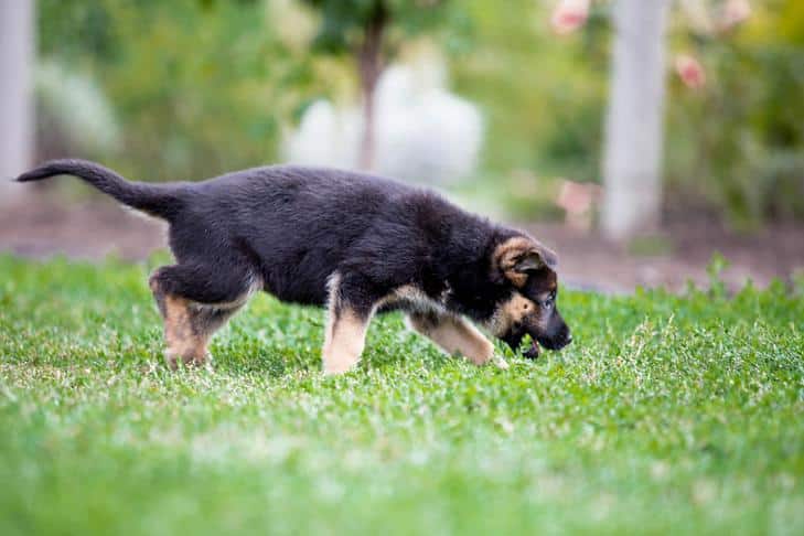 Abiotrofia Cerebelar vs. Hipoplasia Cerebelar em Cães